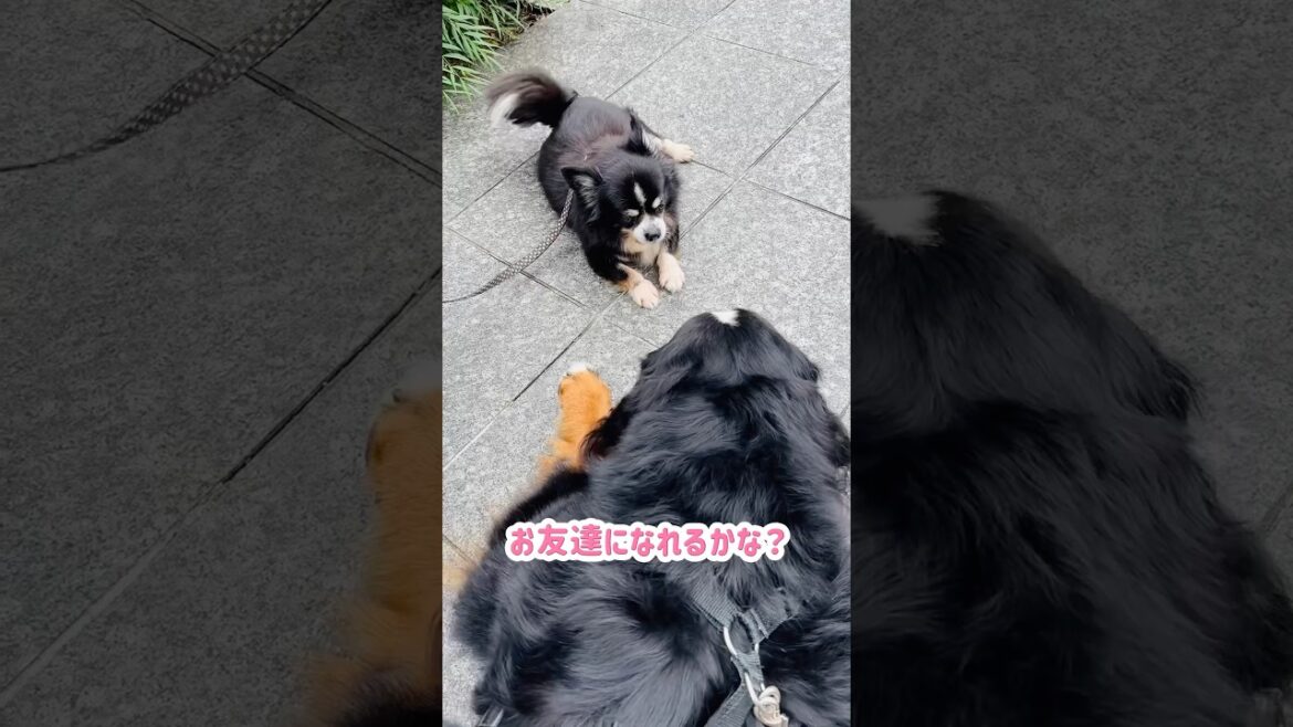 【街のお友達】チワワくんと豆柴ちゃんとバーニーズ