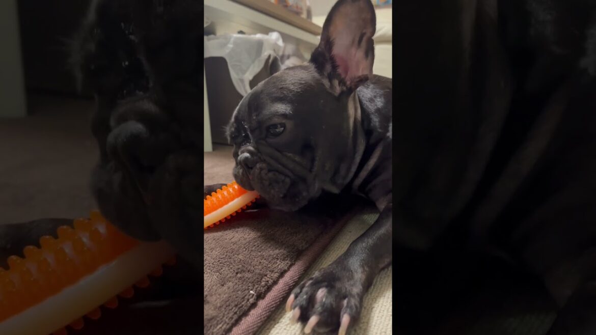 【今朝の凛さん】朝からおもちゃを嗜む🧸 #フレンチブルドッグ #frenchie #frenchbulldog #frenchbulldoglife #shorts