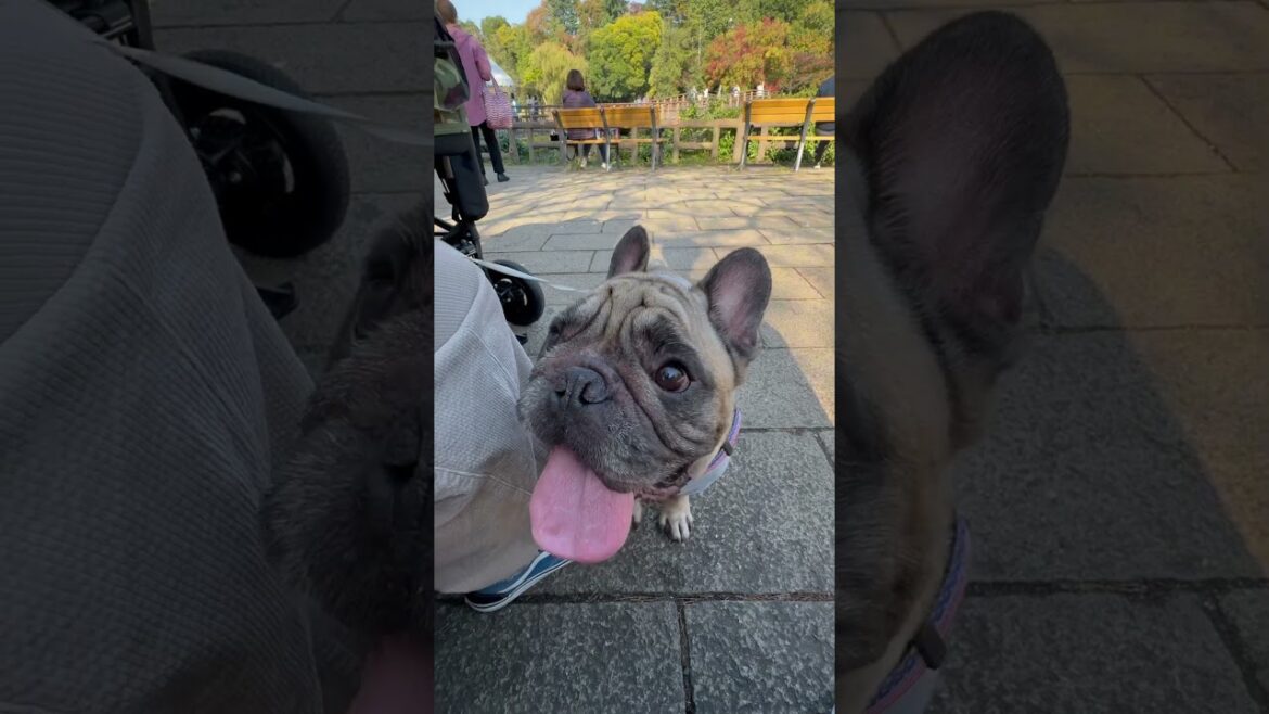 井の頭公園行ってきたよ⭐︎フレンチブルドッグの看板犬ぶーちゃん#shorts