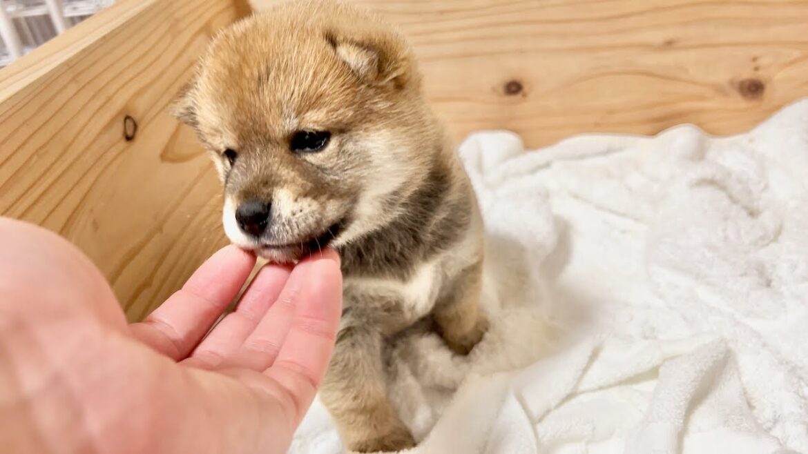 【柴犬 子犬】人間にも積極的に甘えるようになってきた生後28日の子犬たち