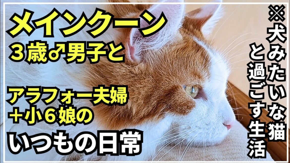 実際メインクーンを飼ってみるとこんな感じです【大型猫がいる暮らし】