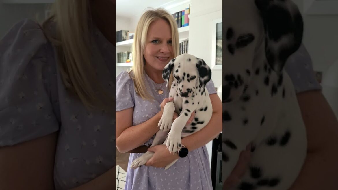 Meet our new Dalmatian puppy! 🐶💕 #shorts #DalmatianPuppy #PuppyReveal #NewPuppy