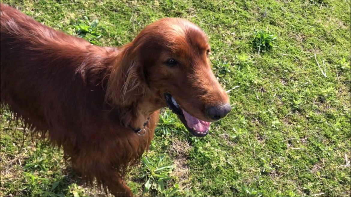 【大型犬のボール訓練】アイリッシュセターはボールが大好き！Irish setter's favorite ball play
