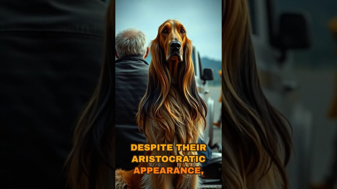 Introducing the Afghan Hound #activedog #huntingdog Introducing the Afghan Hound #activedog #huntingdog