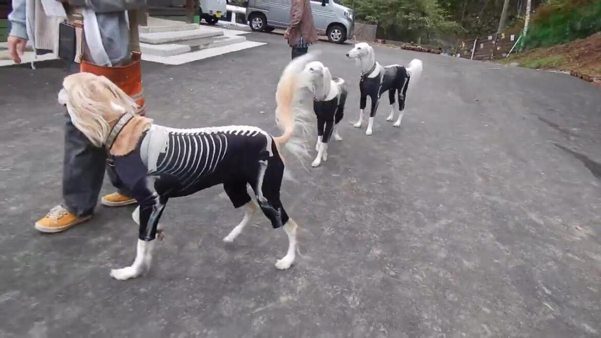 ガイコツサルーキ達のお出迎え🐾（Saluki）