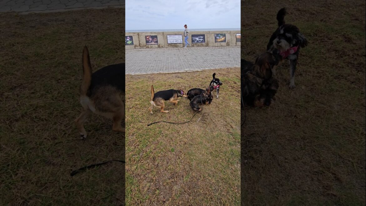 Miniature Schnauzer and Friends Playing on Sea Point Promenade