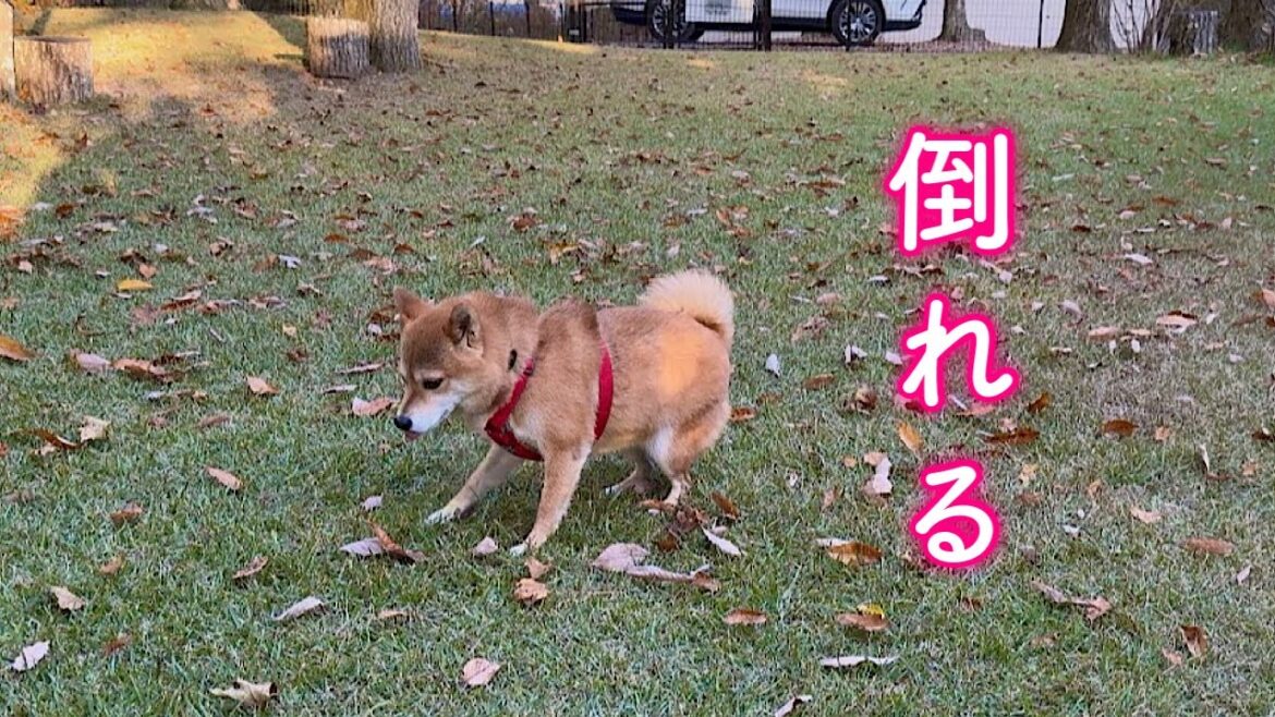 愛犬がお泊まり会ではしゃぎすぎて倒れ込んでしまいました