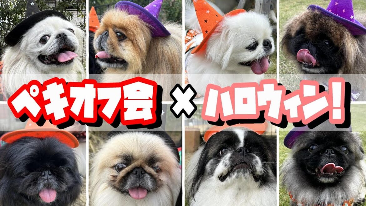 いまさらハロウィン⁉️だけど最高だったペキニーズ オフ会❗️❗️