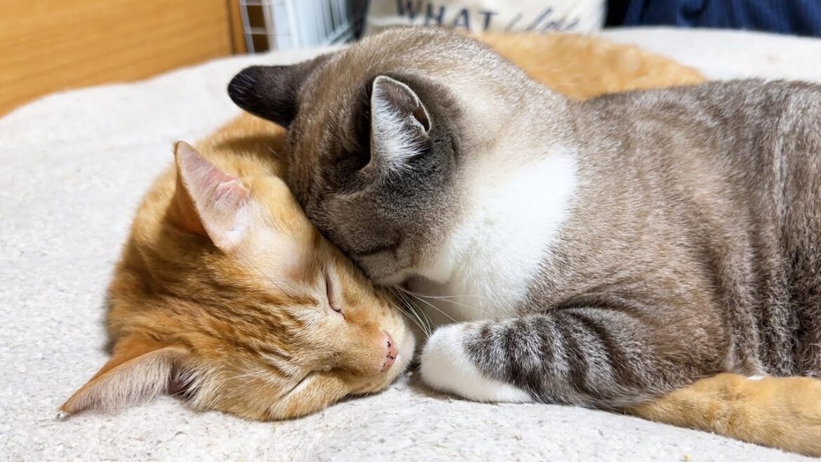 柴犬ママを探す姫猫に涙が溢れてきます