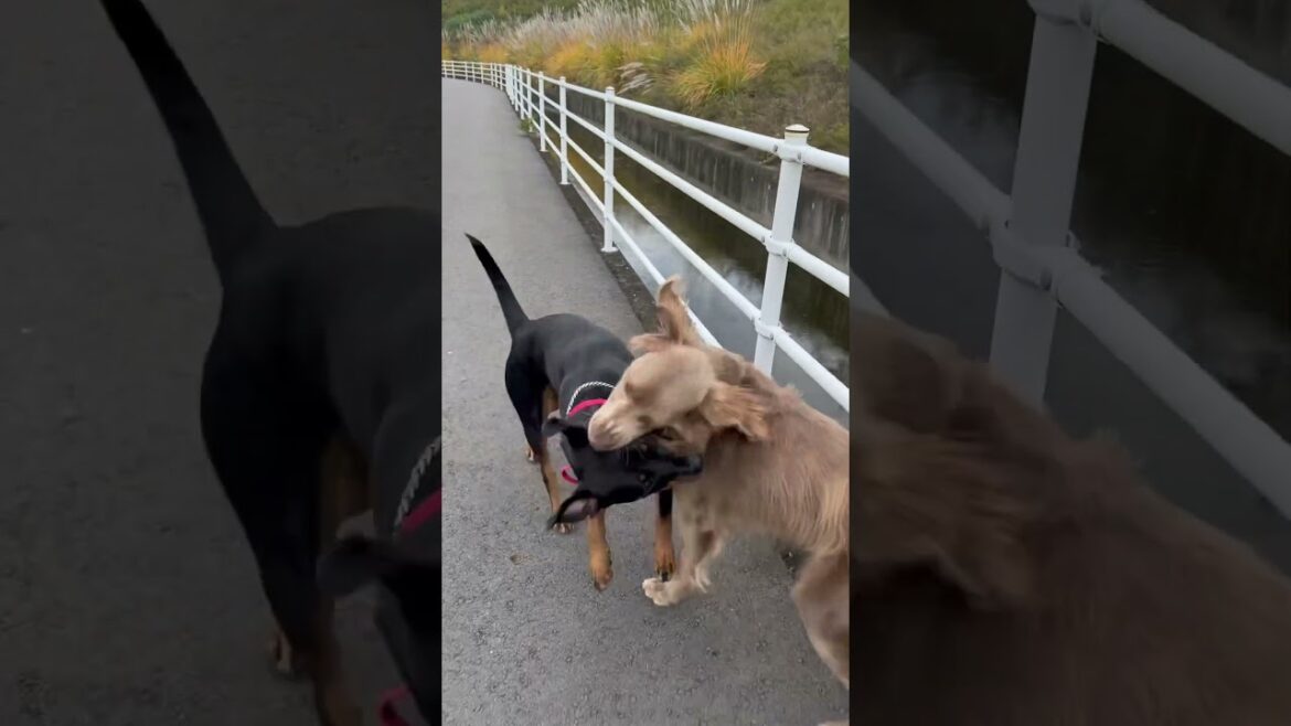 今日は兄マラナーワンプロ頑張った👏ワイマラナー兄＆ロットワイラー妹の散歩途中でワンプロ🐶