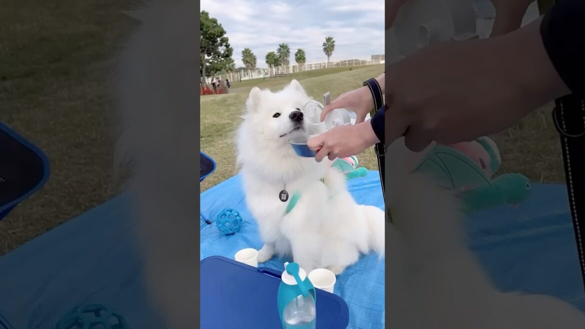 リュックを背負ってピクニックに行くサモエドが可愛すぎた #samoyed #ピクニック #癒し動画