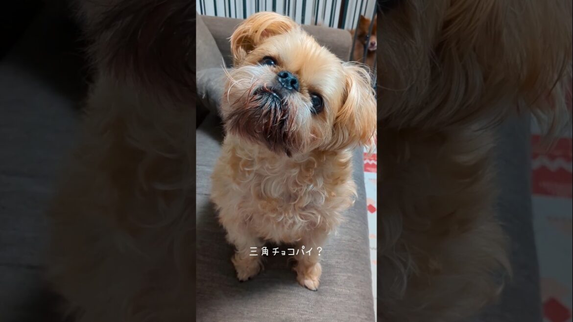 【可愛い】三角チョコパイに反応するぶさかわ犬  #shorts #犬