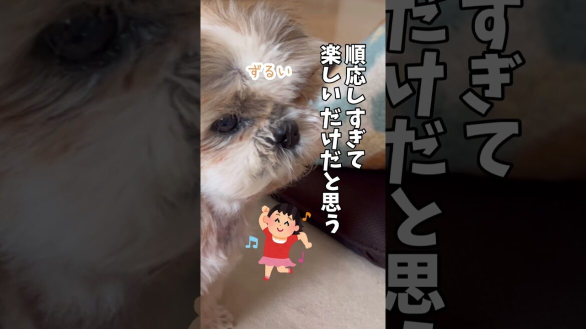 それとこれとは別だって言ってるよね💢🐶#シーズー #いぬ #犬 #わんこ それとこれとは別だって言ってるよね💢🐶#シーズー #いぬ #犬 #わんこ