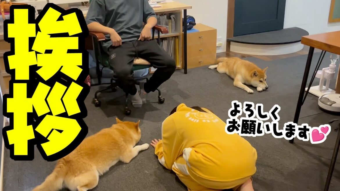 出戻った娘が兄に挨拶をする…ドン引きする柴犬姉妹