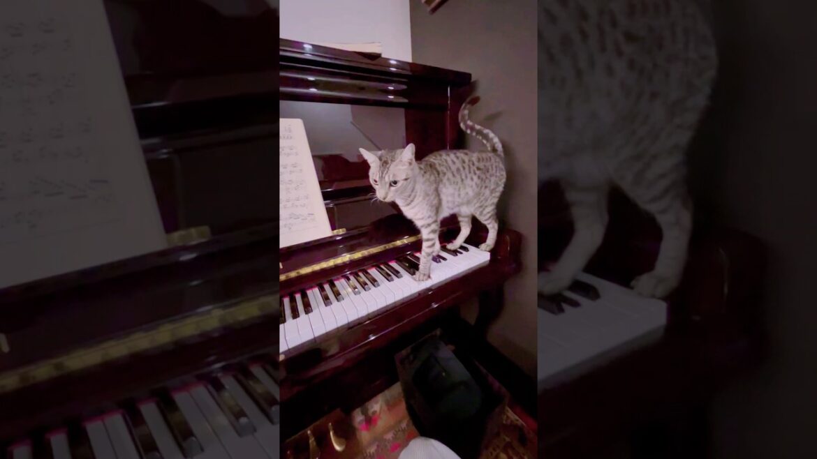 ユキオさんの華麗なるピアノ演奏🎶😻#cat #catcute #ocicat #癒し動画 #ピアノ