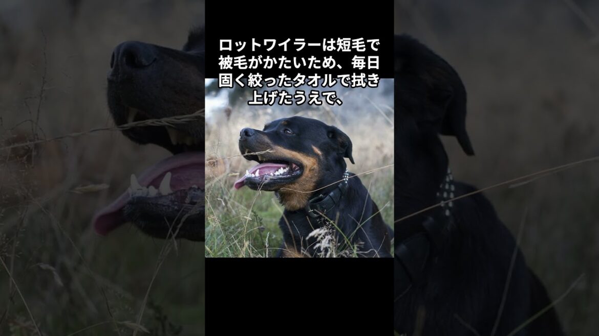 【ロットワイラーの雑学】#犬#動物#雑学#字幕#AI 【ロットワイラーの雑学】#犬#動物#雑学#字幕#AI