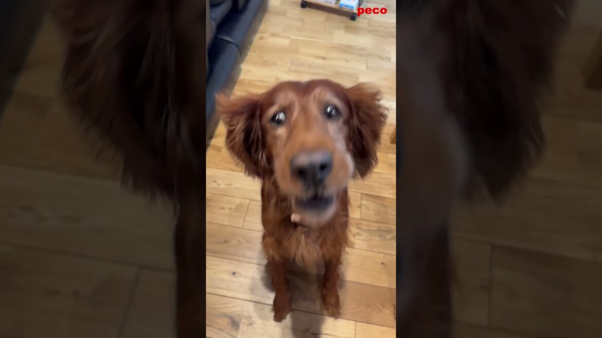 珍百景「あっ！」  #shorts #dog（peco）　アイリッシュセター（アイリッシュセッター） Irish Setor（Irish Setter）