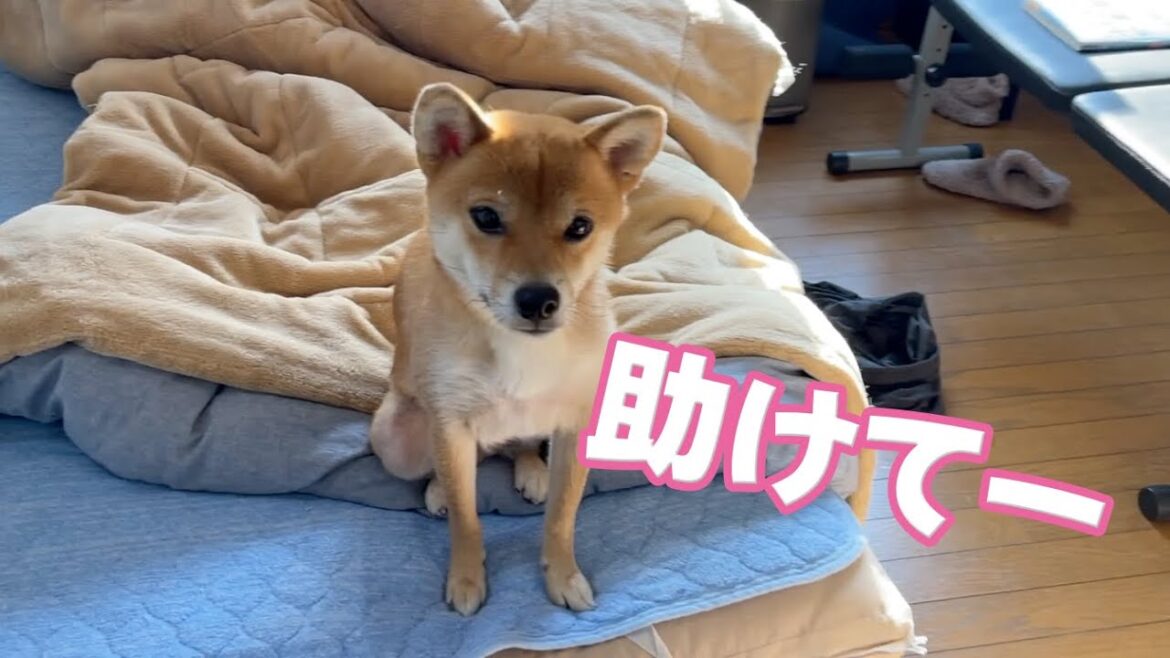 閉じ込められてすすり泣く愛犬を救出　柴犬小夏　#shiba #神戸 #犬のいる生活