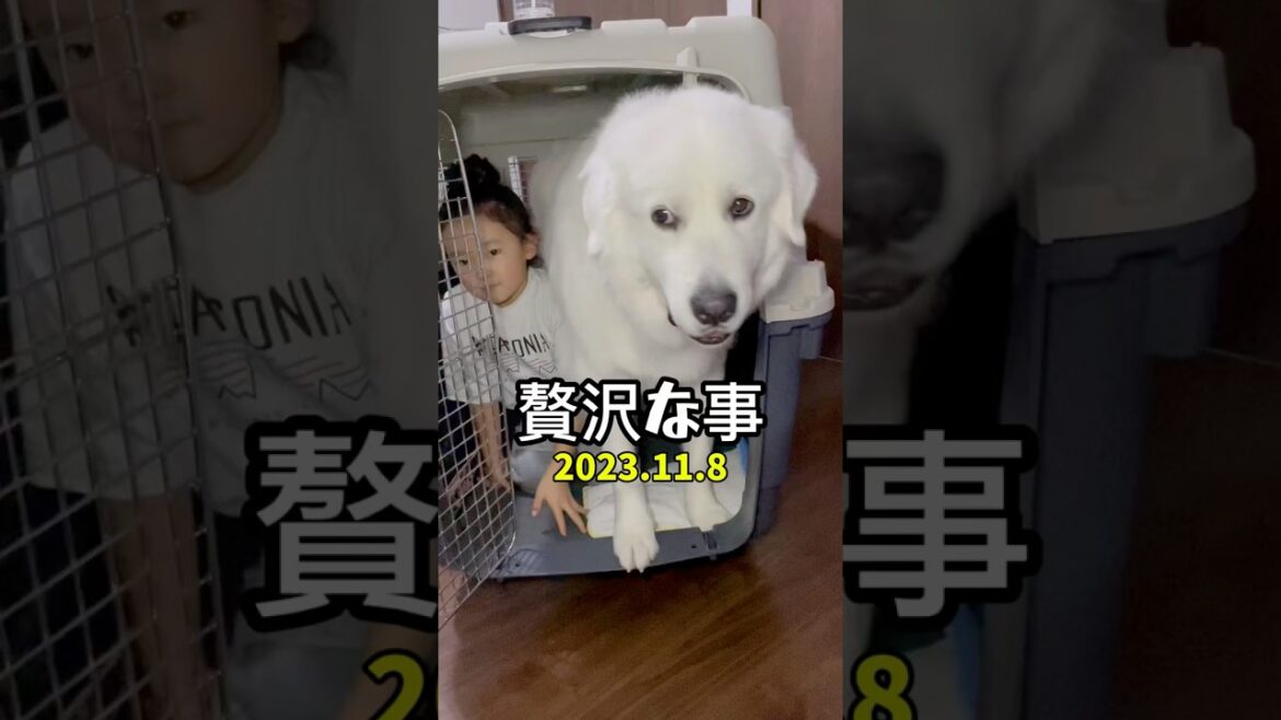 👧なっちゃんアフレコ日記🐻‍❄️二歳　　　　　　　　　　　#グレートピレニーズ#GreatPyrenees#超大型犬