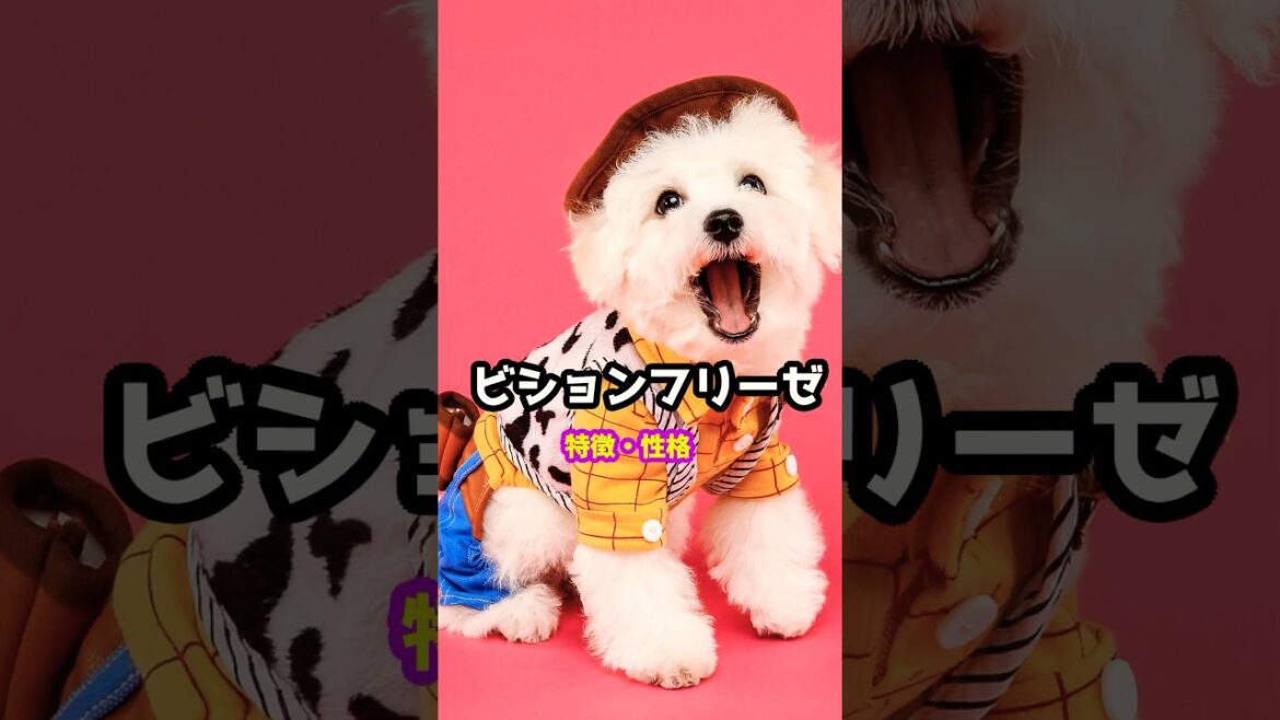 30秒でわかるビションフリーゼの特徴　#愛犬 #犬 #ビションフリーゼ