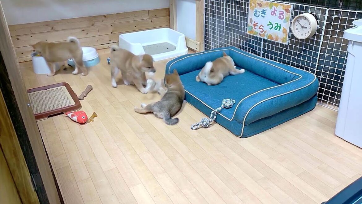 柴犬なつ！子育て生配信【生後69日】子犬たちのイタズラレベルが上がりすぎて、ホントうちの子天才でもやめてぇ(泣)