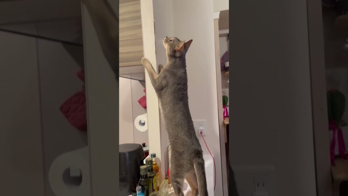 虫を発見するとおしゃべりになるうちの猫さん #shorts #猫 #アビシニアン