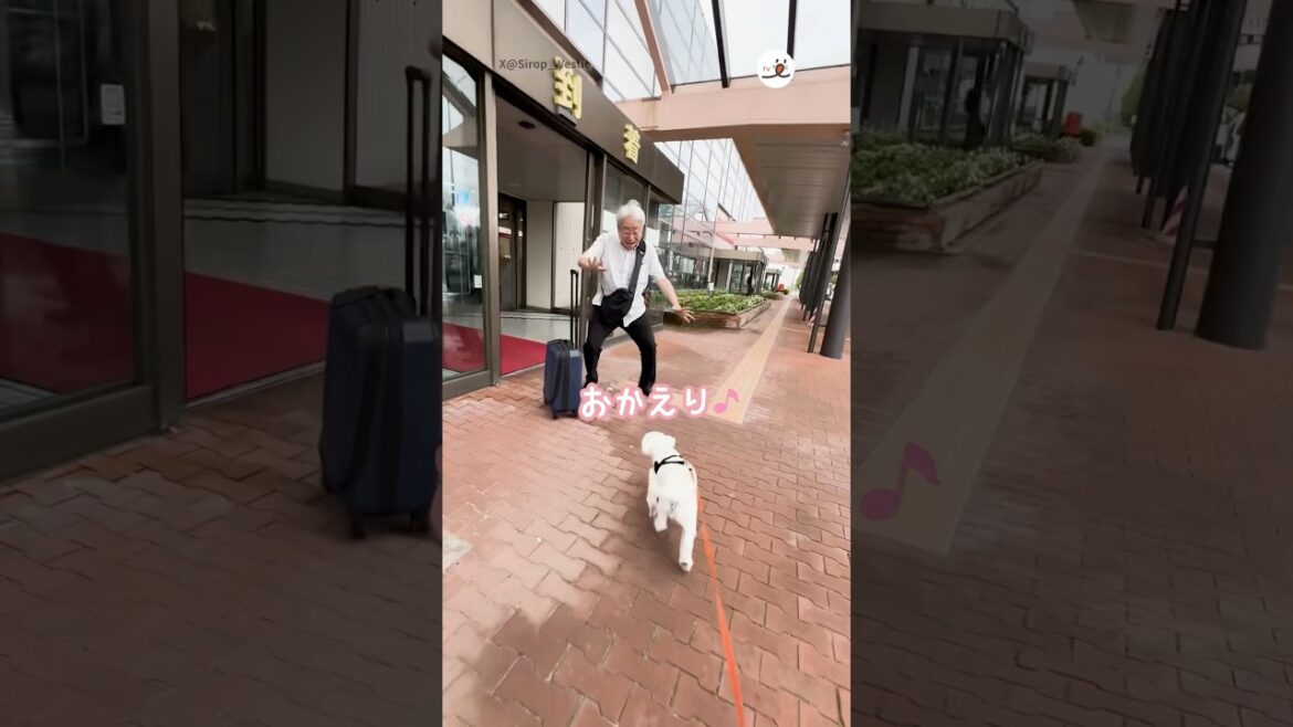 お父さん、おかえり♪｜PECO #ウエストハイランドホワイトテリア #犬 #愛犬家 #犬のいる暮らし  #westhighlandwhiteterrier #dog #doglover