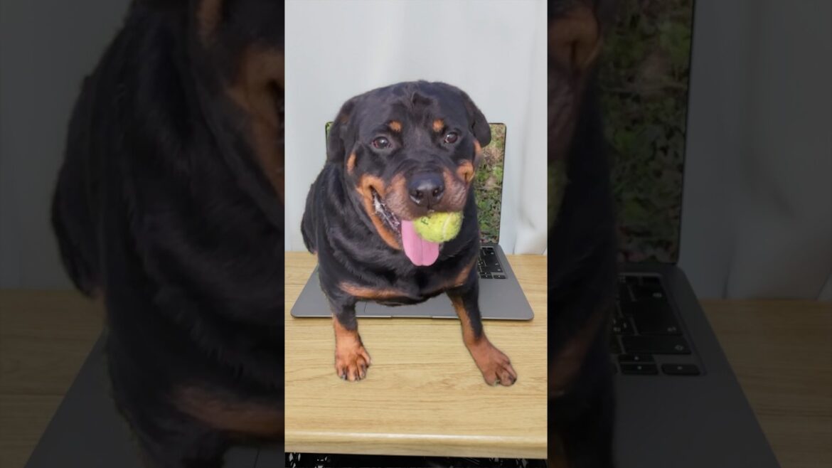 飛び出すロットワイラー #shorts #dogs #rottweiler