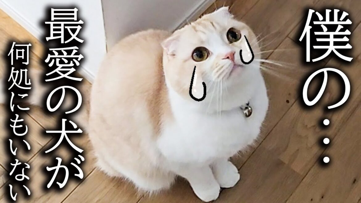 犬を預けることになりました… 犬を預けることになりました...