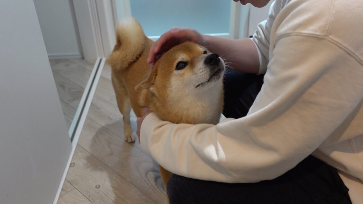 お昼寝中怖いことがあり一生懸命パパに報告する柴犬が可愛すぎる。