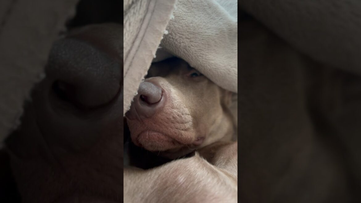 もう少し寝ていたい愛犬#大型犬 #ワイマラナー
