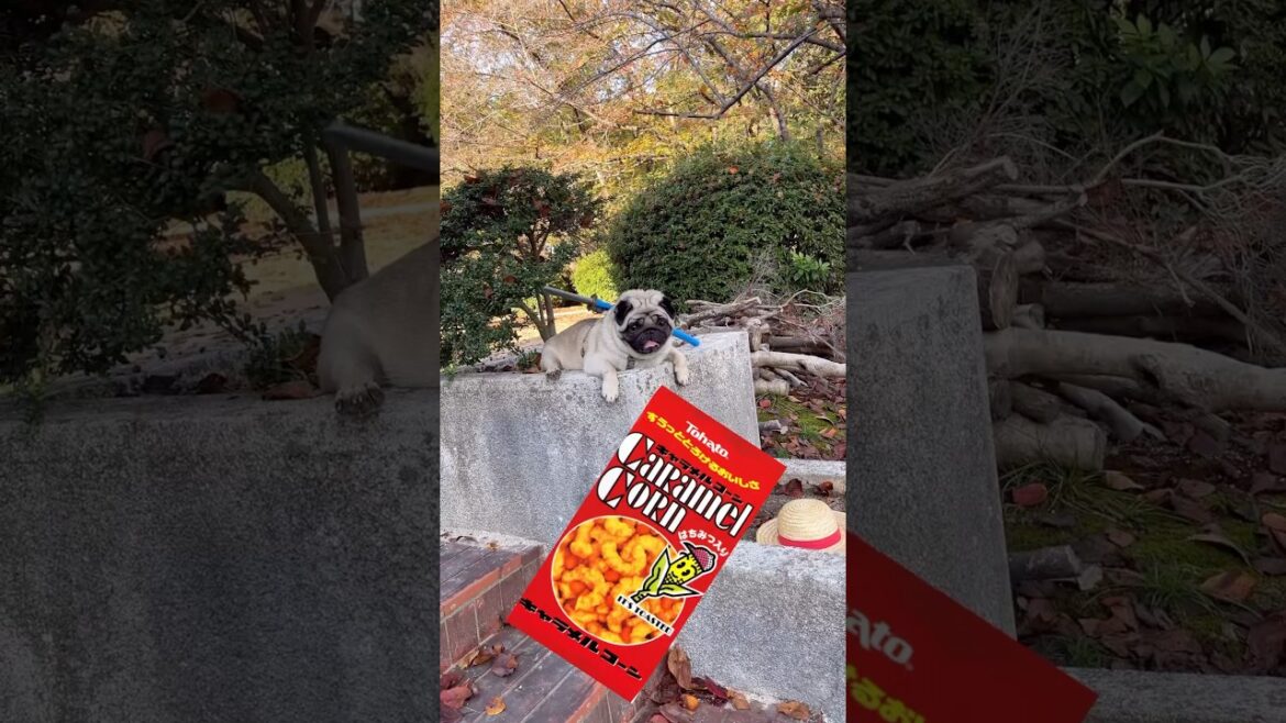 懐かしCMに出して見た。#癒しワンコ#パグ #pug