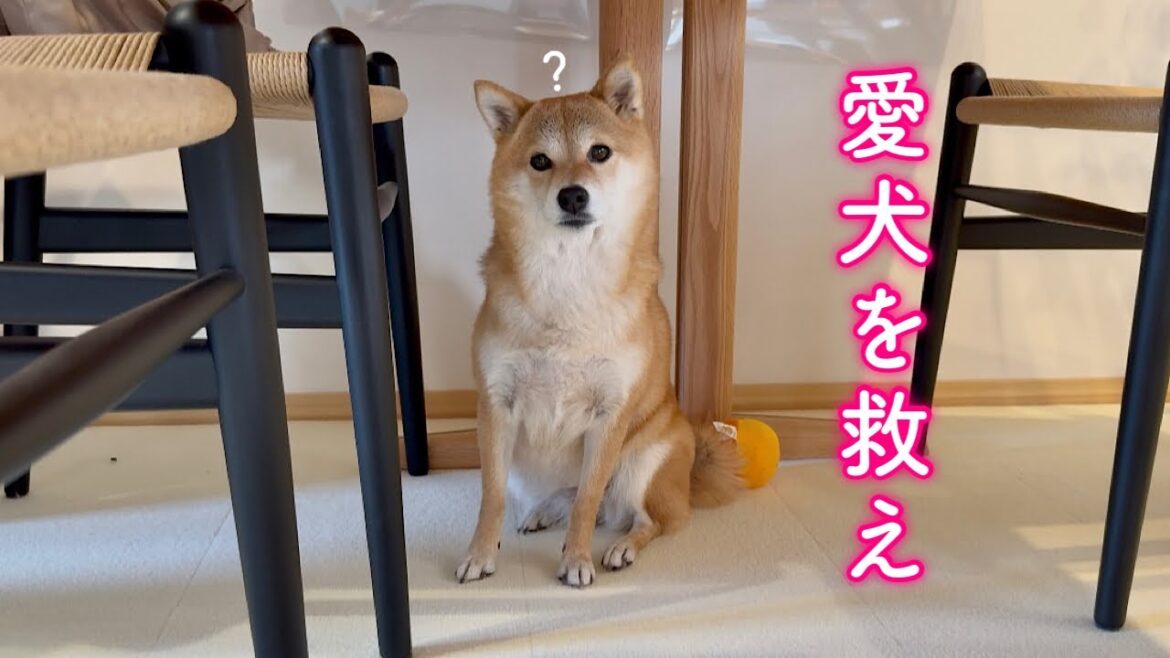 【緊急事態】侵入者から愛犬を無事に守れるか…