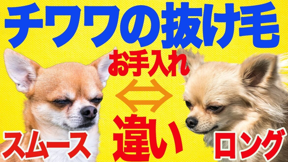 チワワって抜け毛が多い⁉︎ダブルコートや換毛期って？