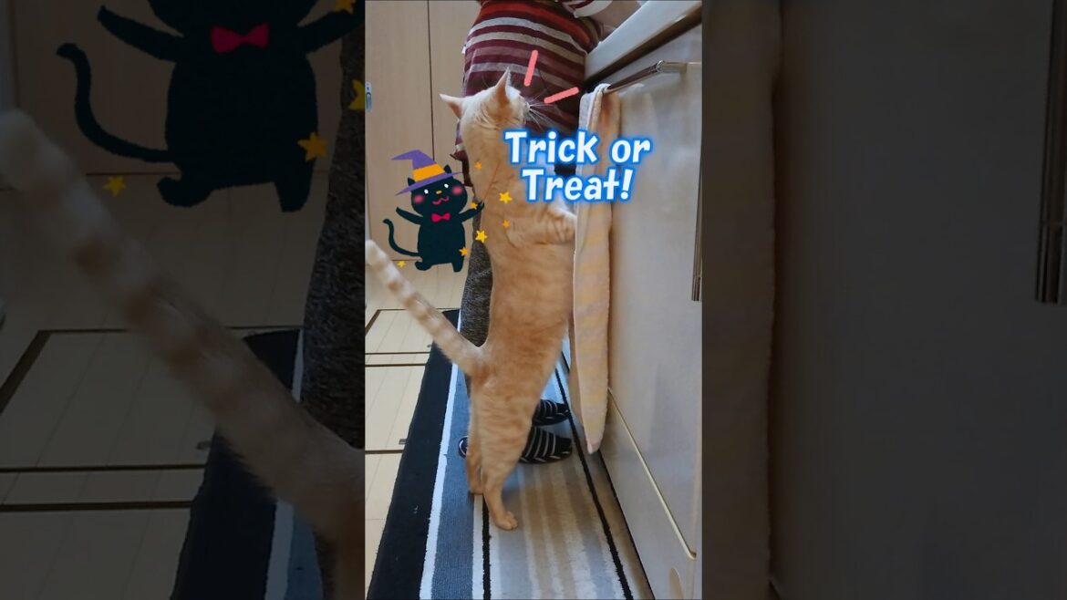 【癒し】おやつが欲しくてイタズラする猫w   #チャンネル登録お願いします