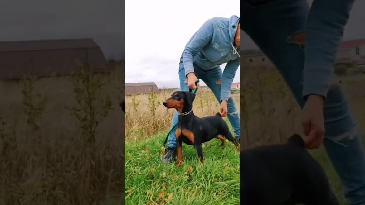 Немецкий пинчер, щенок в поисках семьи