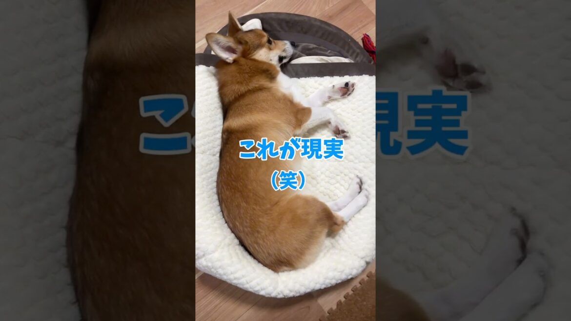 これが現実、、、 #コーギー #コーギー犬 #コーギーと一緒 #足長コーギー #かわいい #犬のいる暮らし　#カインズ