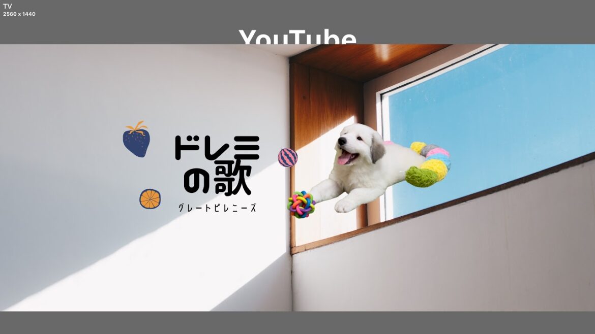 ドレミの歌グレートピレニーズ がゲリラライブ配信中！ちょっとだけ