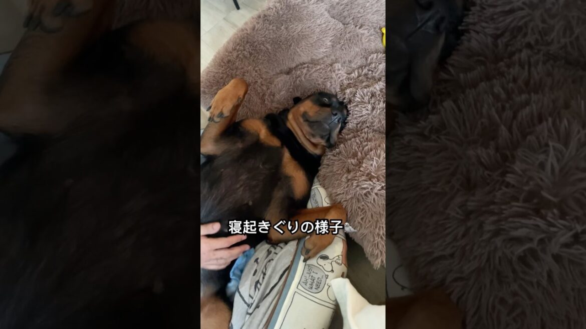もはや人間なロットワイラー