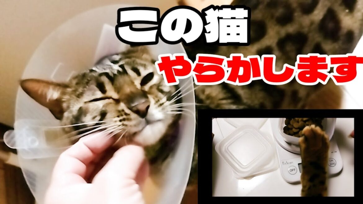 食いしん坊ベンガルがやらかしました。