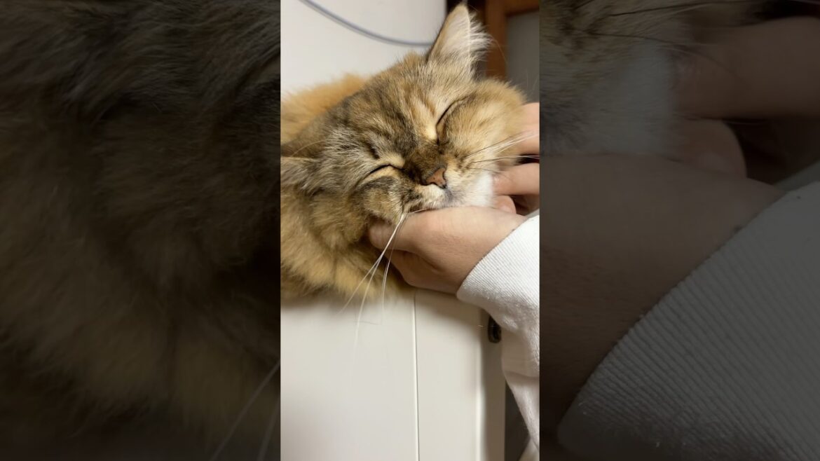 笑ってるように見える...💕【サイベリアン・マグロ】 #shorts #サイベリアン #笑顔 #猫 #甘えん坊