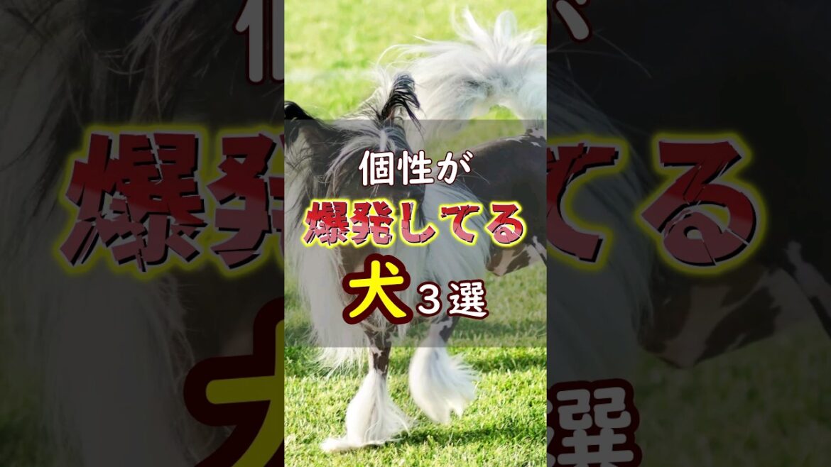 個性が爆発してる犬3選