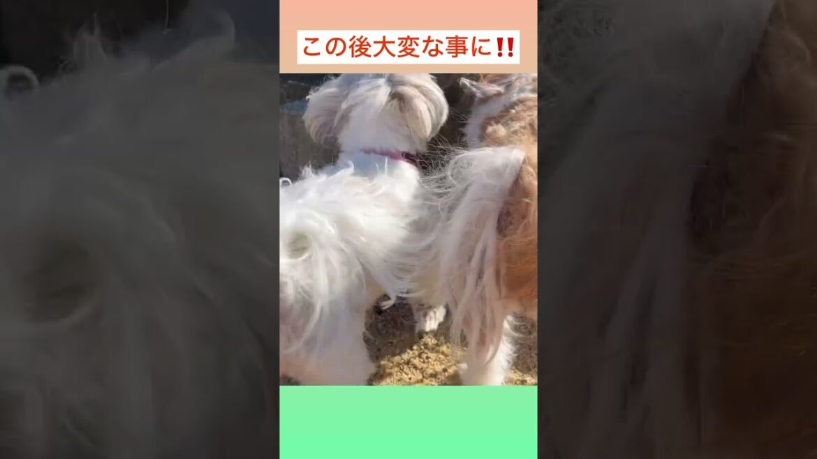♦︎流血大惨事‼️ 💜シーズーてんちゃん日記　４歳】#shorts#シーズー#Shih Ztu#シーズーてんちゃん日記#てん#らん#dog #可愛い #Cute #楽しい#遊ぶ#わんこ#カフェ