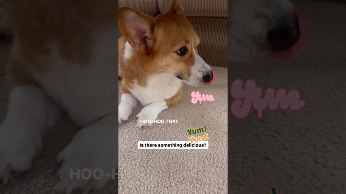 Is there something delicious?… (8/29/2024)