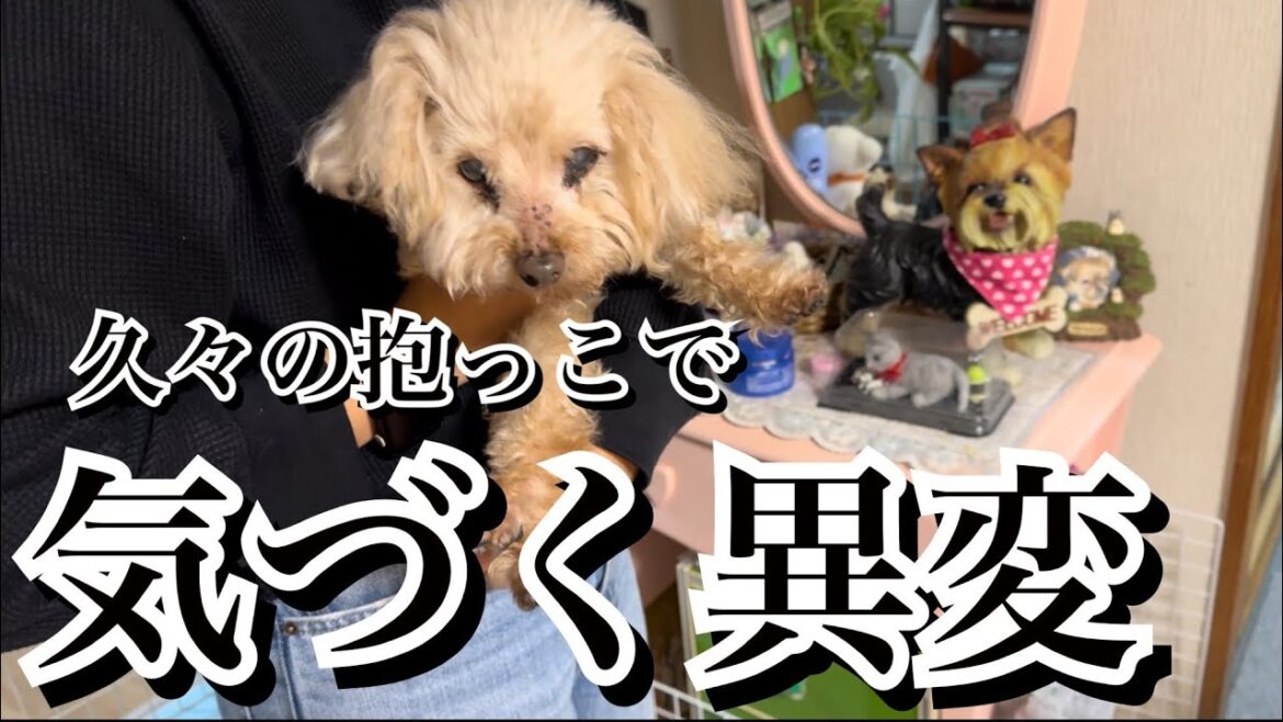 避けられない老犬の現実【激怒症候群トイプードルルゥちゃん】