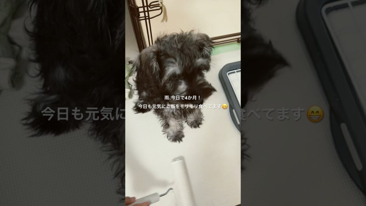 【ミニチュアシュナウザー】 雨、今日で4か月になりました♪