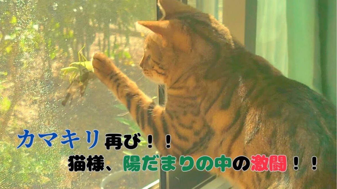 カマキリ再び！！猫様、陽だまりの中の激闘！！
