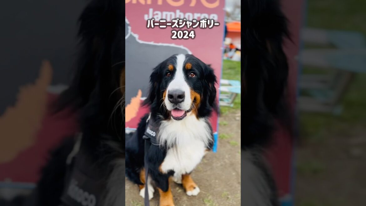バニジャン2024！たくさんのバーニーズと触れ合う幸せな時間🐾