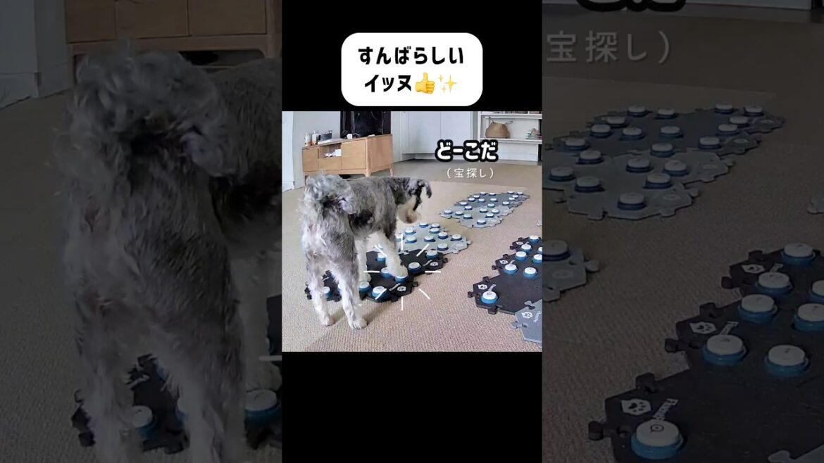 喋る犬に「ちょっと待って」と言ったら… #犬 #犬のいる暮らし 喋る犬に「ちょっと待って」と言ったら… #犬 #犬のいる暮らし