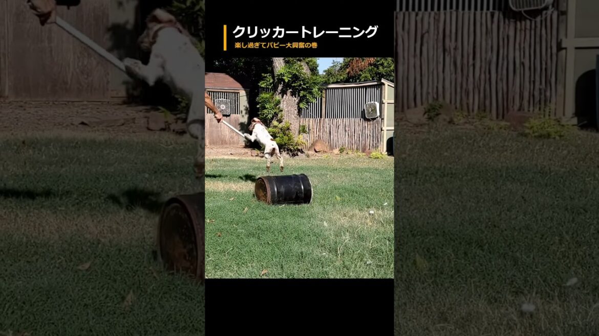 クリッカートレーニングでハッスルする生後3か月の鳥猟犬パピー #shorts #イングリッシュセッター